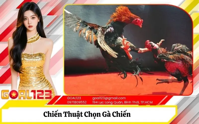Chiến Thuật Chọn Gà Chiến